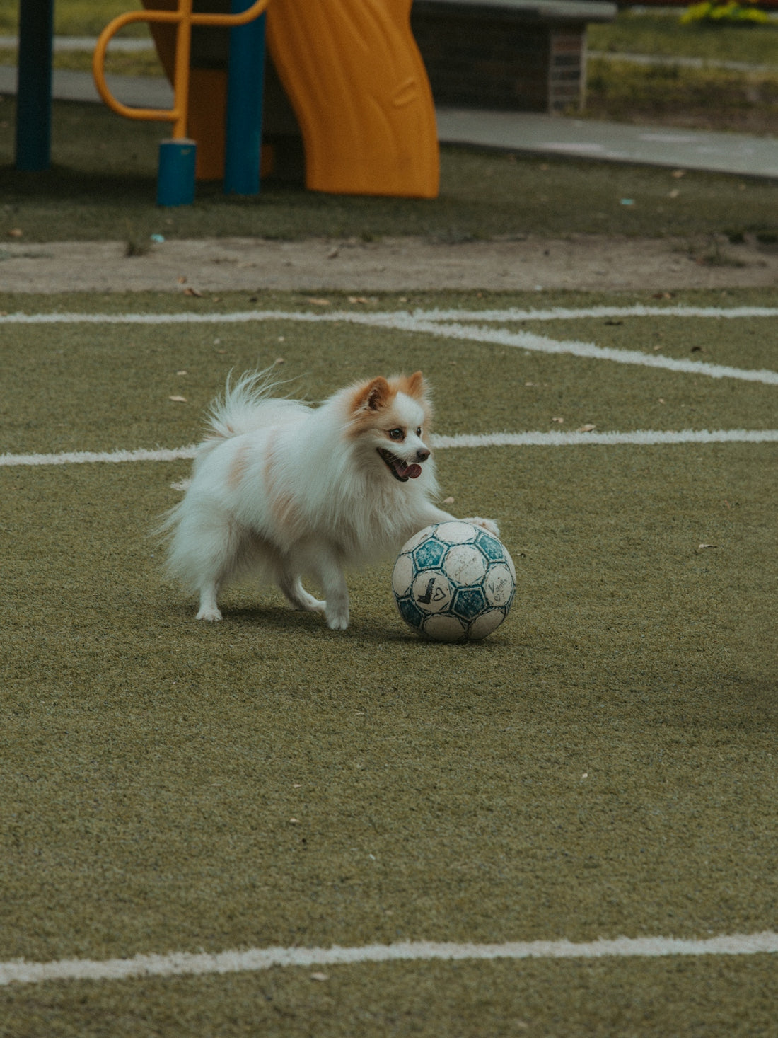 Dog happily playing soccer on the field.