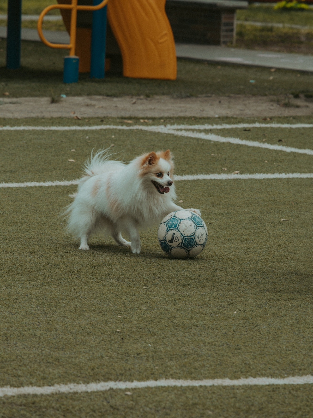 Dog happily playing soccer on the field.