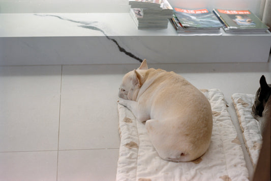 A french bulldog naps comfortably on a soft mat.