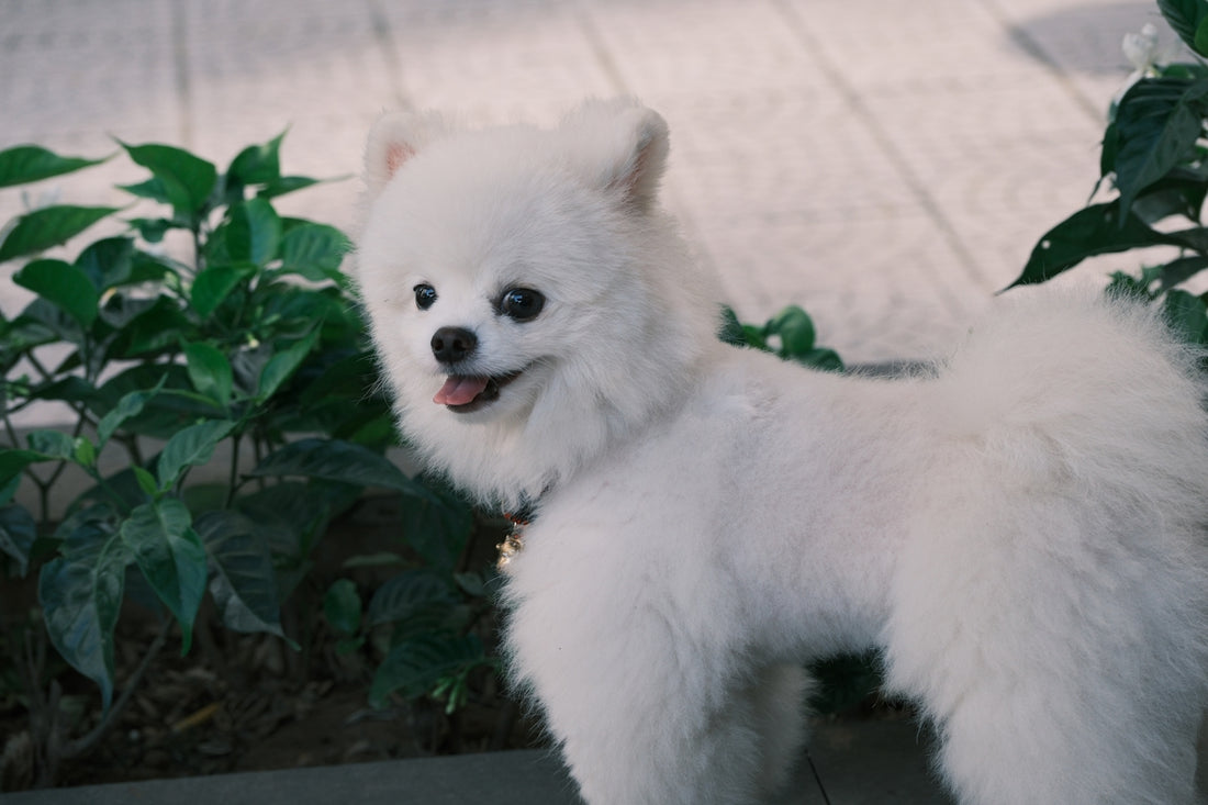 A fluffy white dog smiles in the sun.