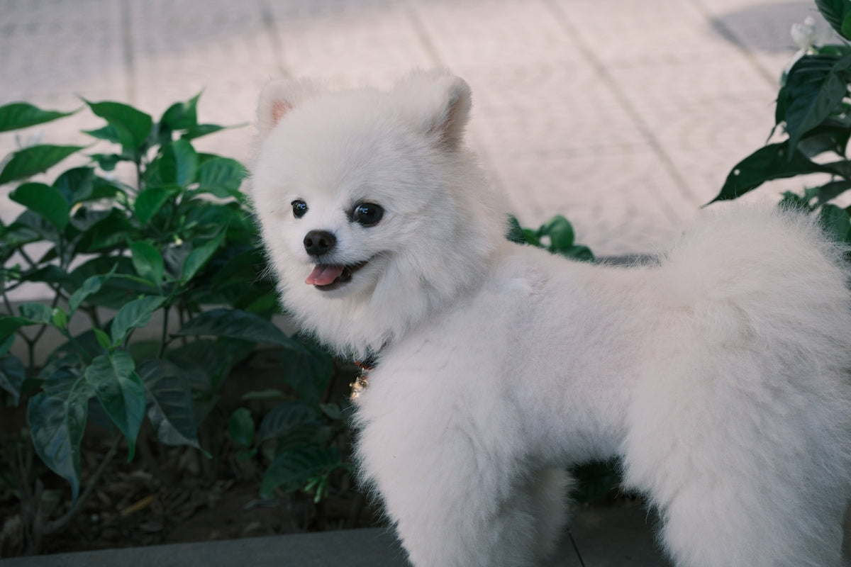 A fluffy white dog smiles in the sun.