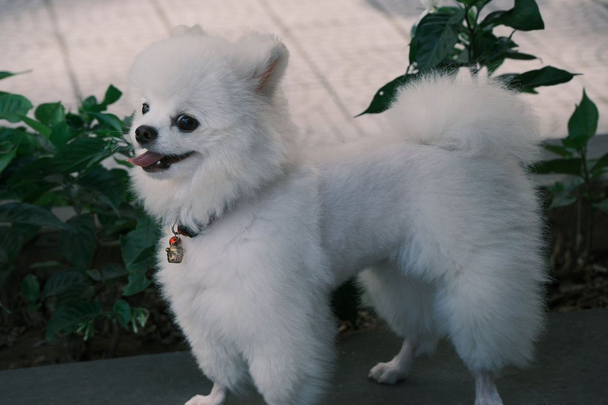 A fluffy, white dog poses outdoors.