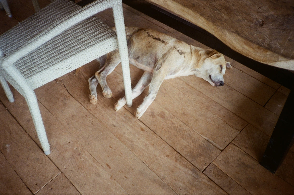 A light-colored dog sleeps on a wooden floor.