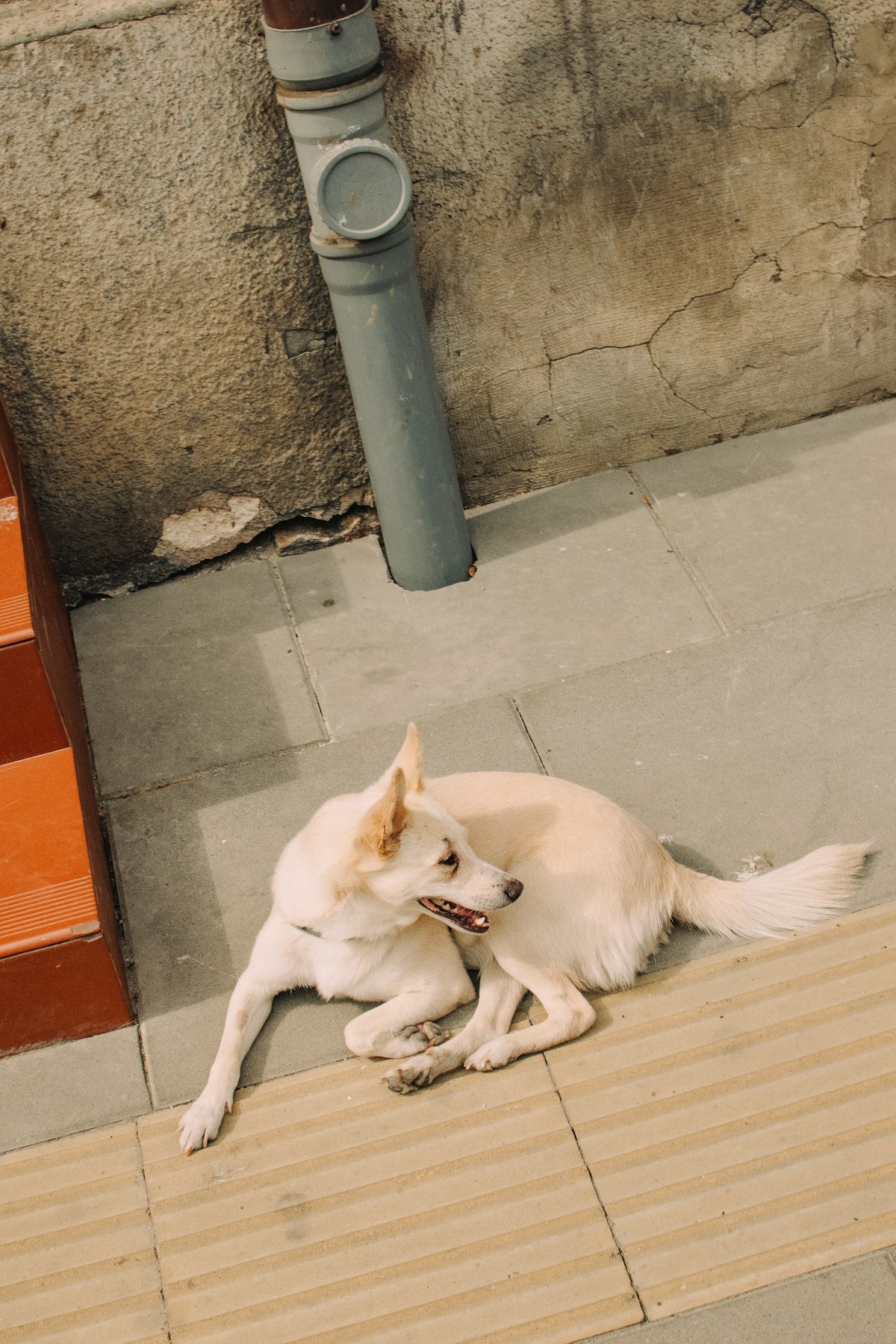A light-colored dog rests on a tiled floor.