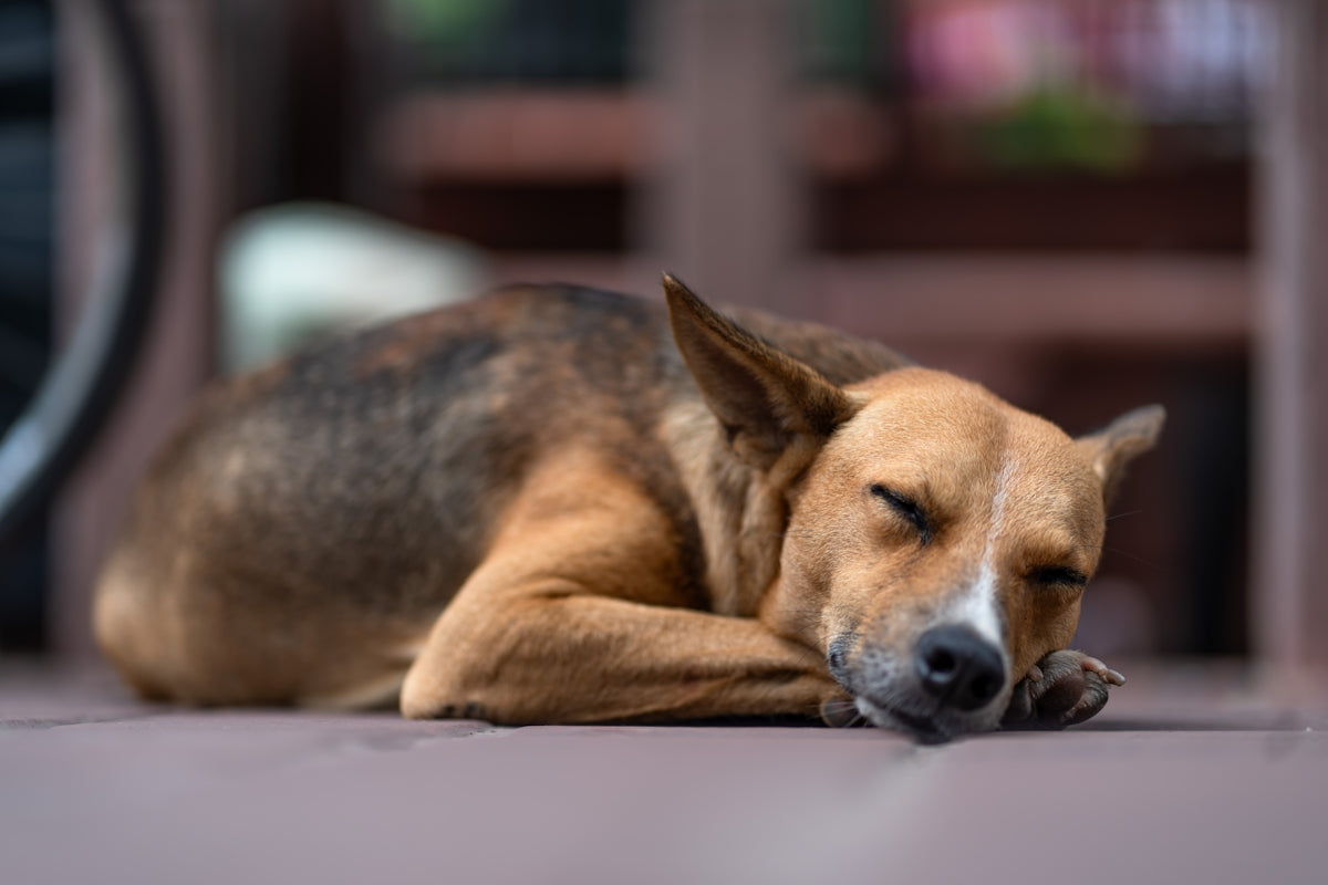 A tired dog rests on a wooden surface.