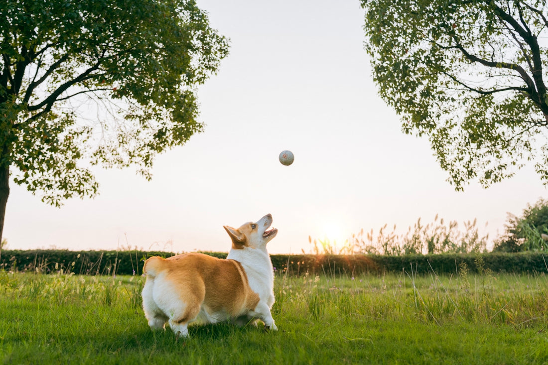 A corgi dog jumps to catch a ball.
