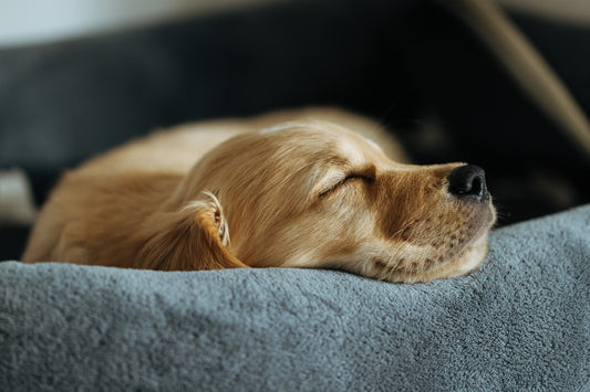 A golden retriever puppy sleeping peacefully in its bed.