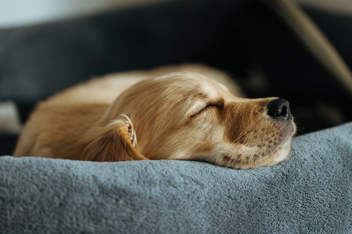 A golden retriever puppy sleeping peacefully in its bed.