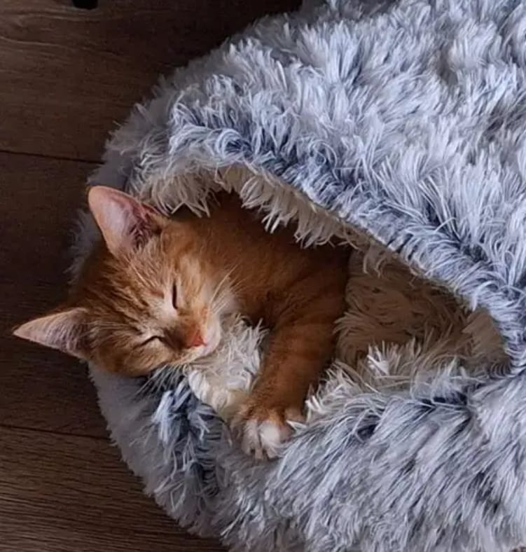 CozyCave™ luolapeti kissoille