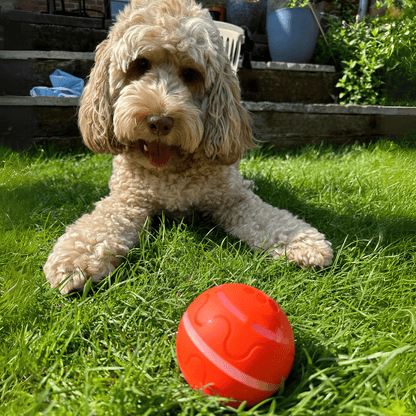 ÄlyPallo™ Itsestään liikkuva pallo - Tukkukoira 