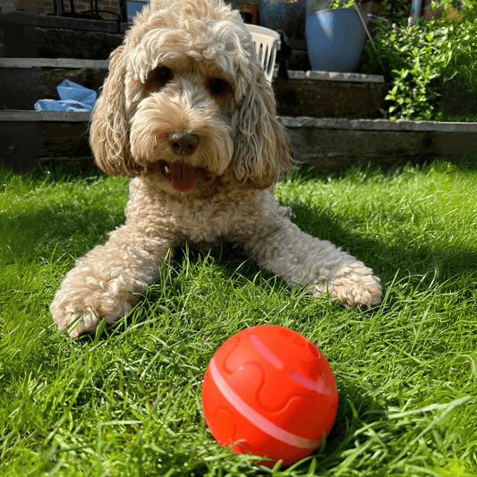 ÄlyPallo™ Itsestään liikkuva pallo - Tukkukoira 
