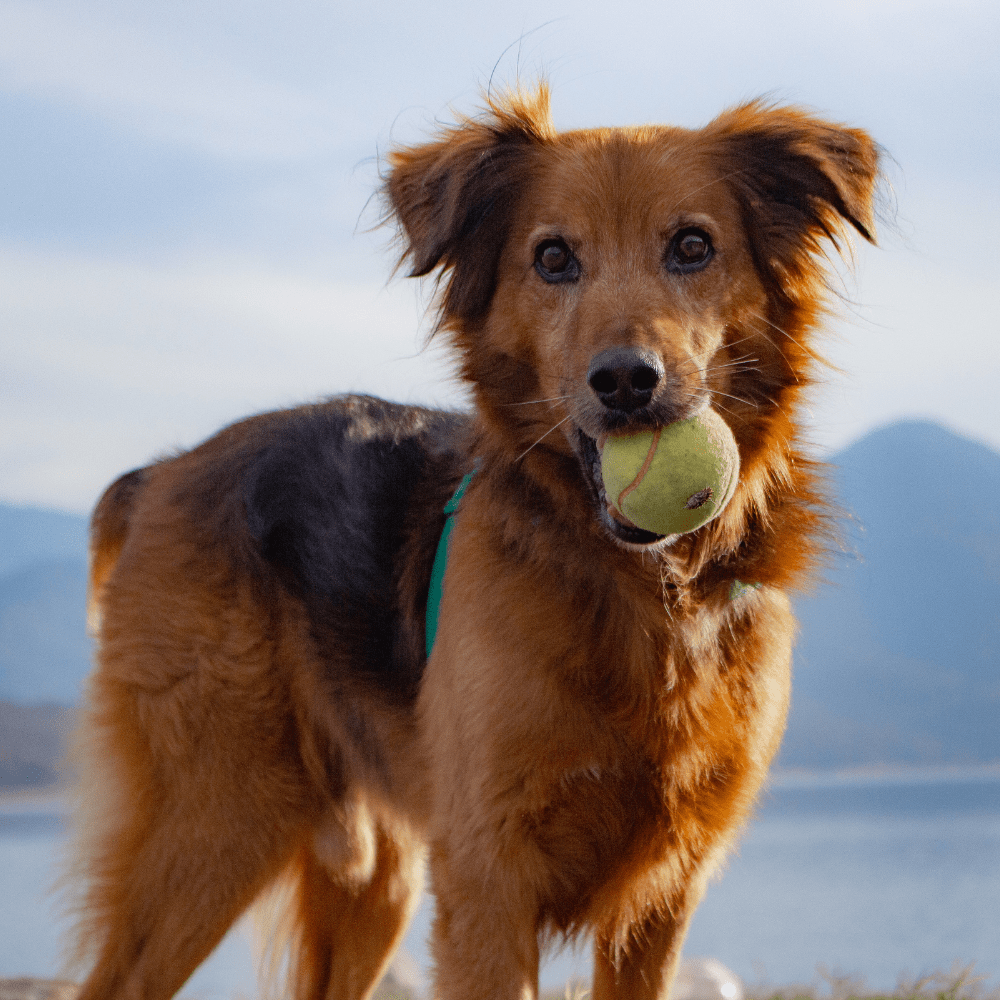 Customer avatar (Verified reviewer)