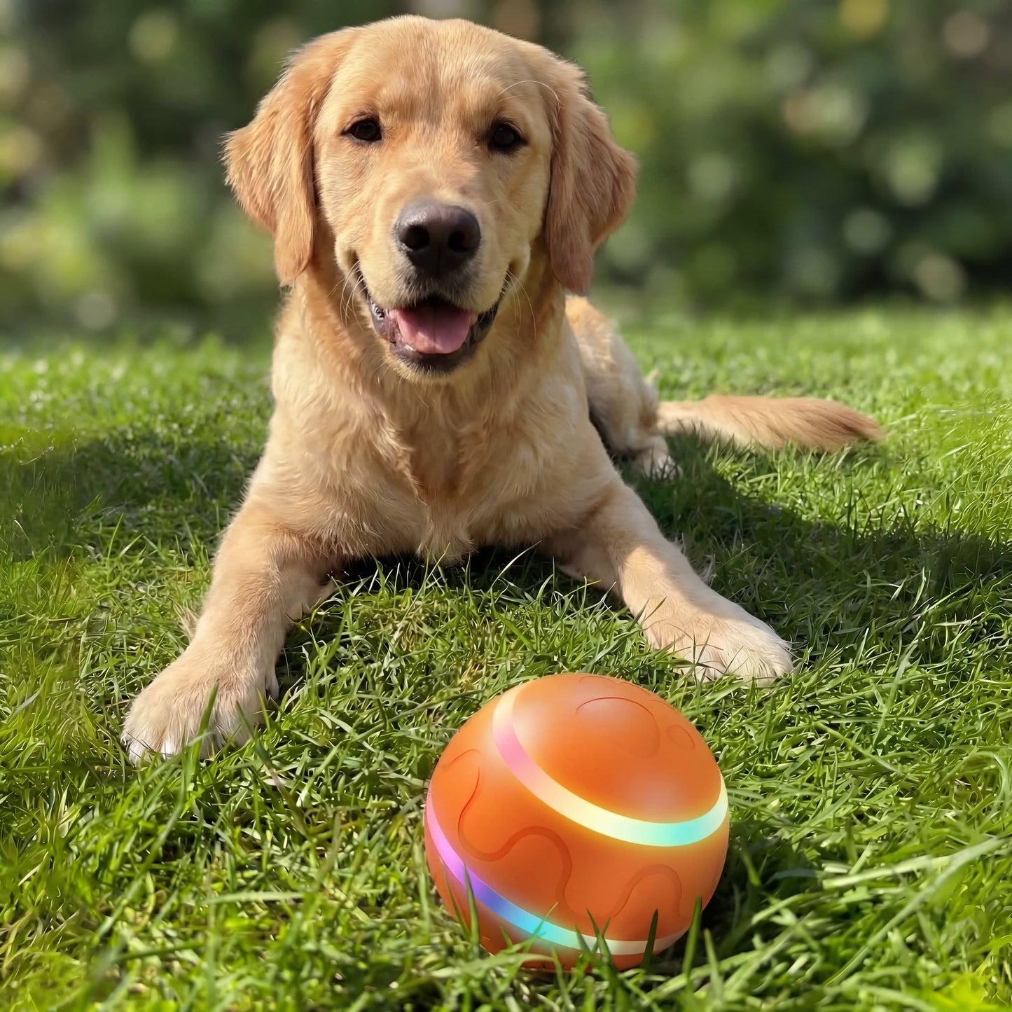 ÄlyPallo™ – Itsestään liikkuva aktivointilelu, johon koirasi ei kyllästy